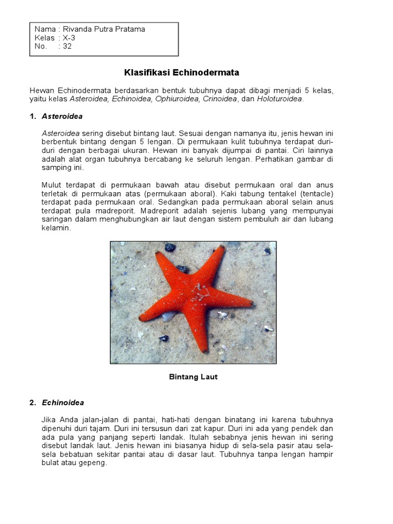 Klasifikasi Kelas Echinodermata | PDF
