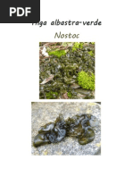 Alga Albastra Verde