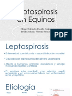 Leptospirosis en equinos: causas, transmisión, diagnóstico y tratamiento