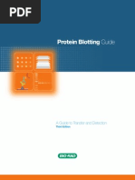 Download Bulletin 2895 Protein Blotting Guide by dnajen SN24602901 doc pdf