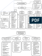 Organizador Gráfico de Las Mitocondrias