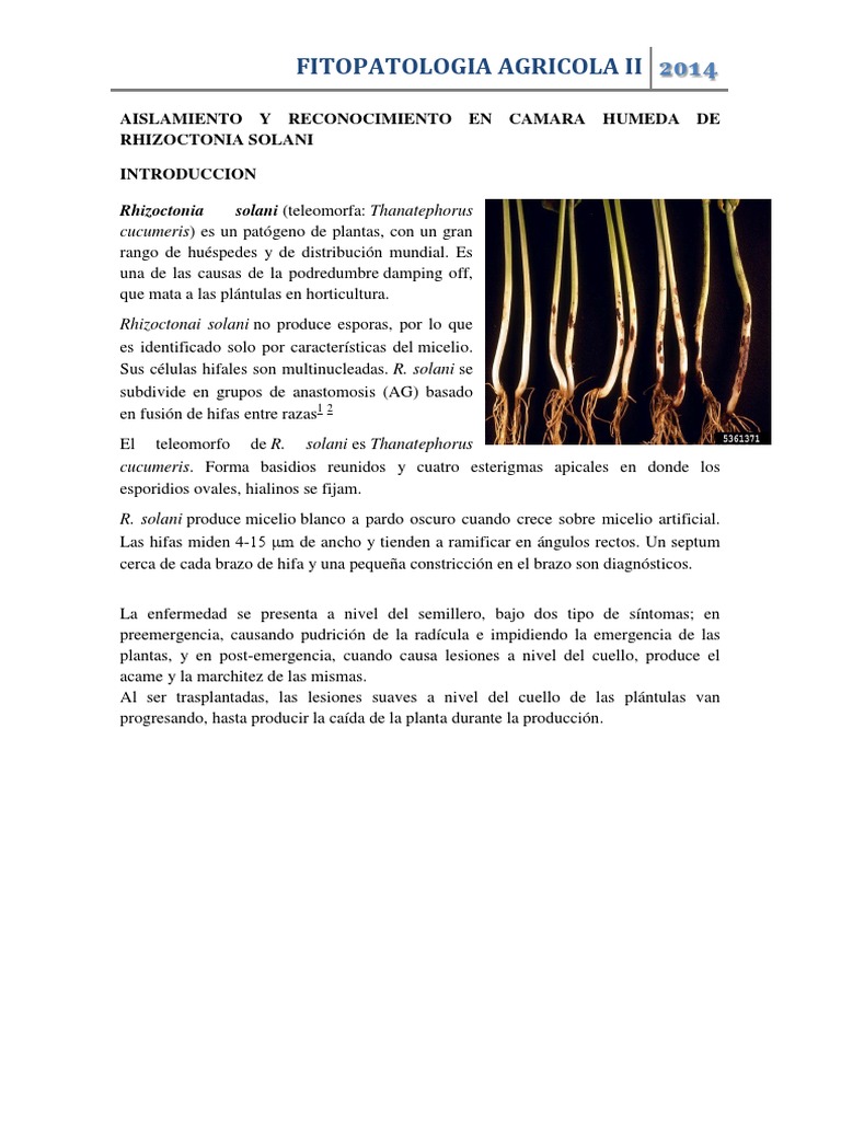 Aislamiento de Rhizoctonia solani en Hortalizas | PDF | Organismos |  Enfermedades y trastornos