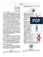 Processo de Meiose