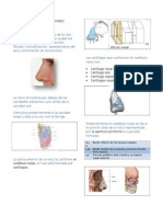 Vias Aereas Superiores (Nariz)
