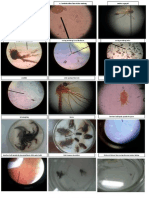 Parasitologi