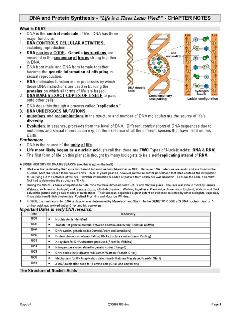 notes dna protein synthesis student 2000 Rna Ribosome