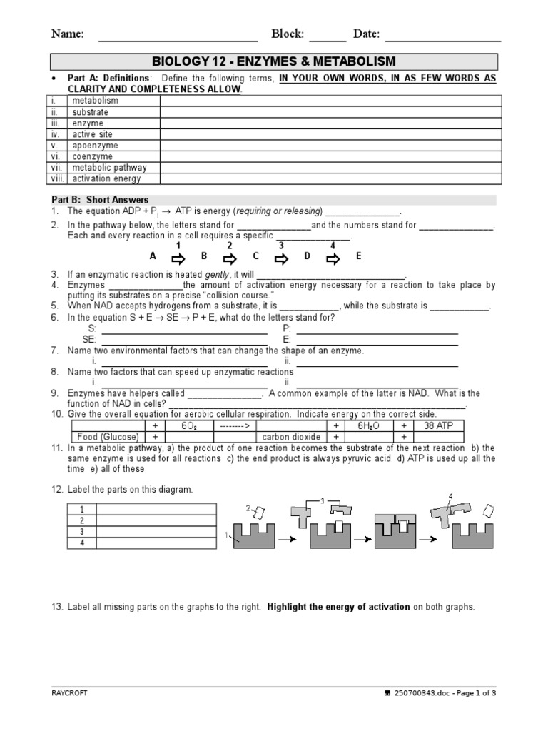 Worksheet - Enzymes - Review  Enzyme  Metabolic Pathway Throughout Enzyme Review Worksheet Answers