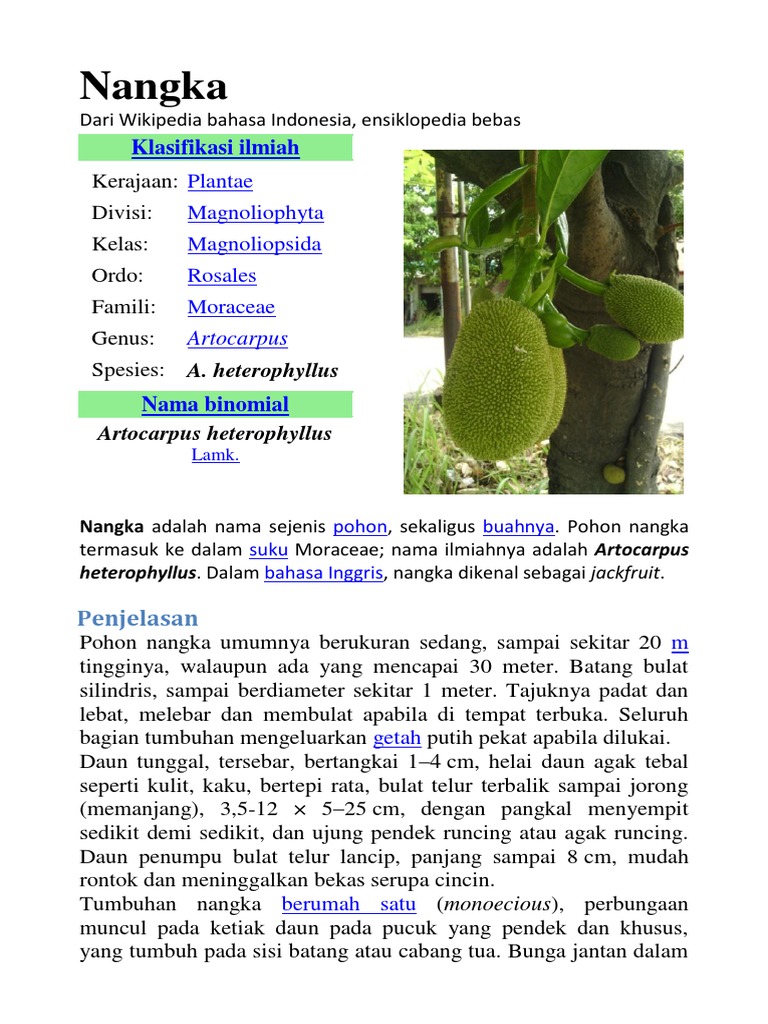 Nangka