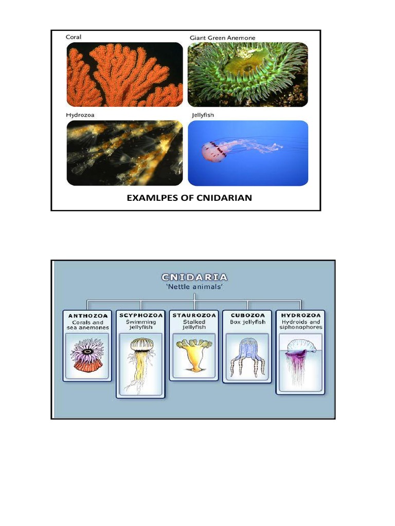 CNIDARIAN | PDF