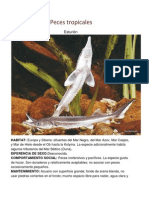 Peces Tropicales Faunaviv