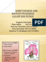 Kelompok 10 Mikrogametogenesis Dan Mikrosporogenesis Lilium Dan Ricinus