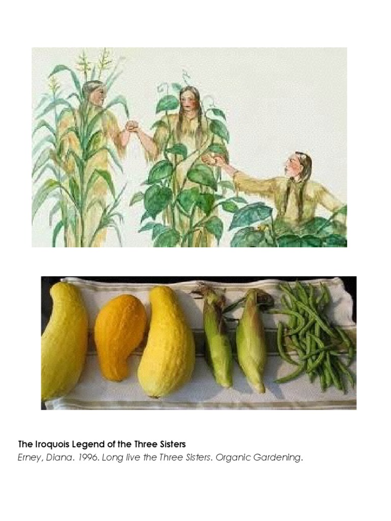 The Iroquois Legend of the Three Sisters Iroquois Maize