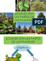 Que Partes Tienen Las Plantas