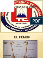 Anatomia Exposicion Del Femur