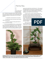 Beginner Basics:: Creating A Bonsai For The First Time