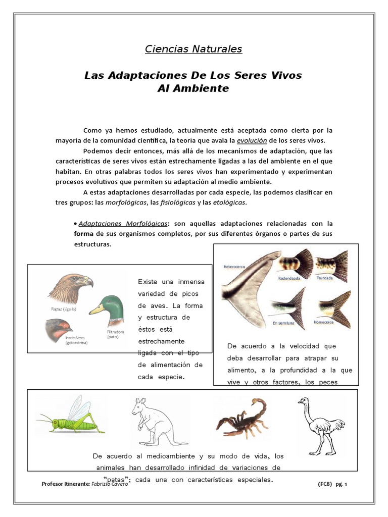 Resultado de imagen para cuadro sinoptico de las adaptaciones de las aves