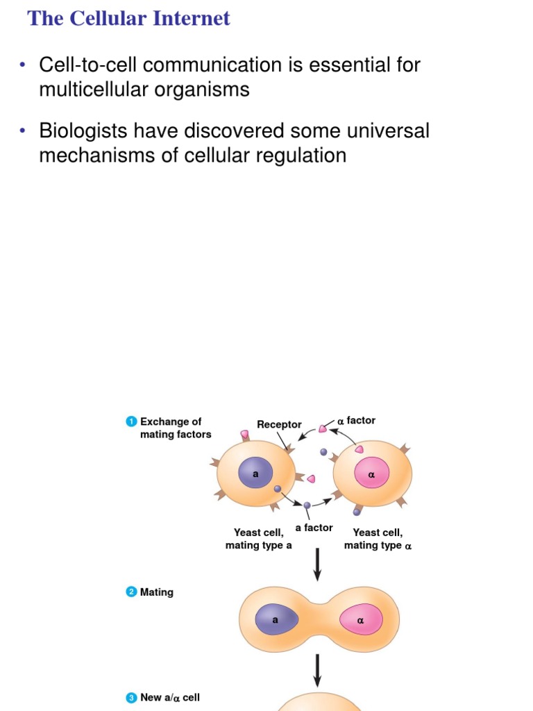 ch 11 ppt cell communication 1 Cell Signaling Signal Transduction
