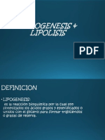 Lipogenesis Lipolisis