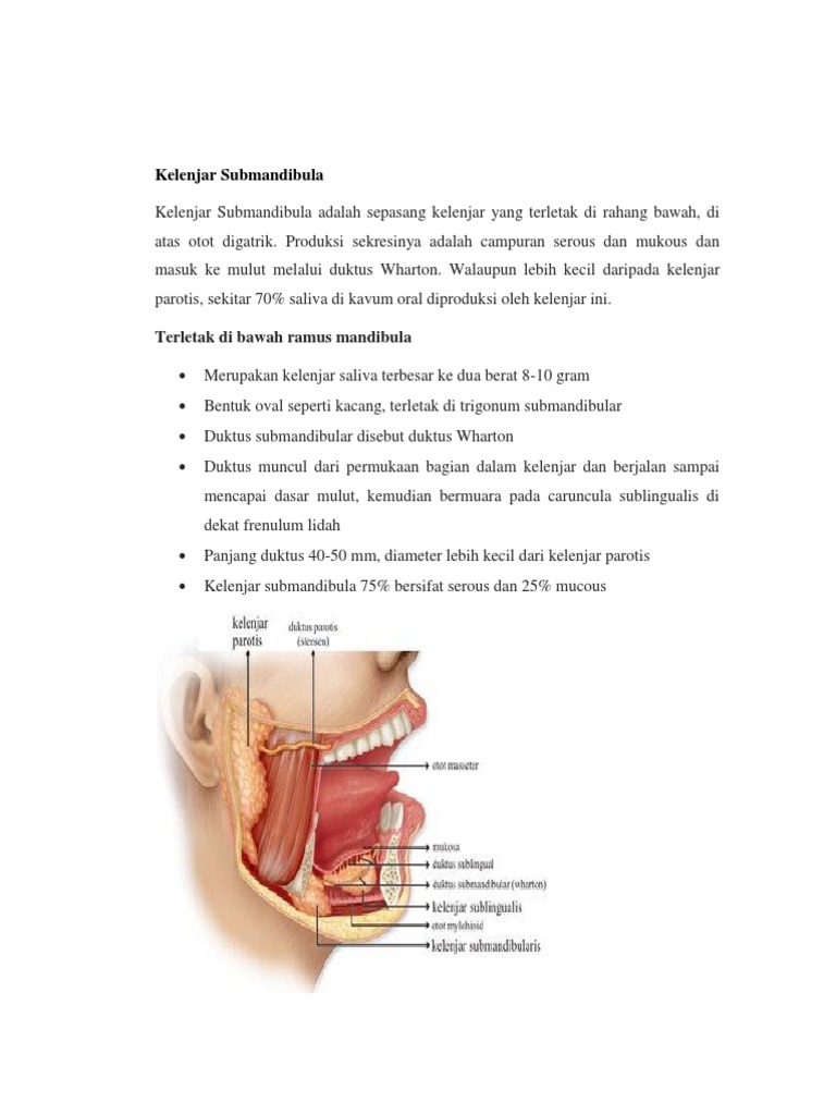 Fungsi dan Anatomi Kelenjar Submandibula | PDF | Griya & Taman