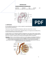 Aparato Reproductor Masculino (1)