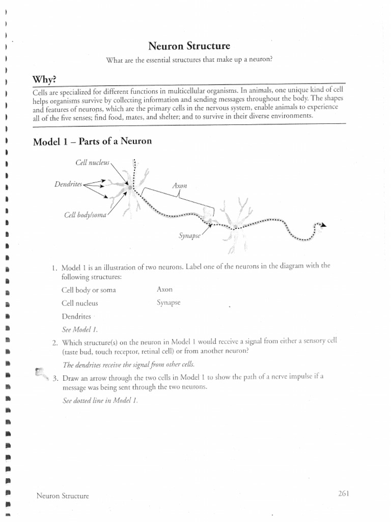 Neuron Structure Activity Answers Pdf