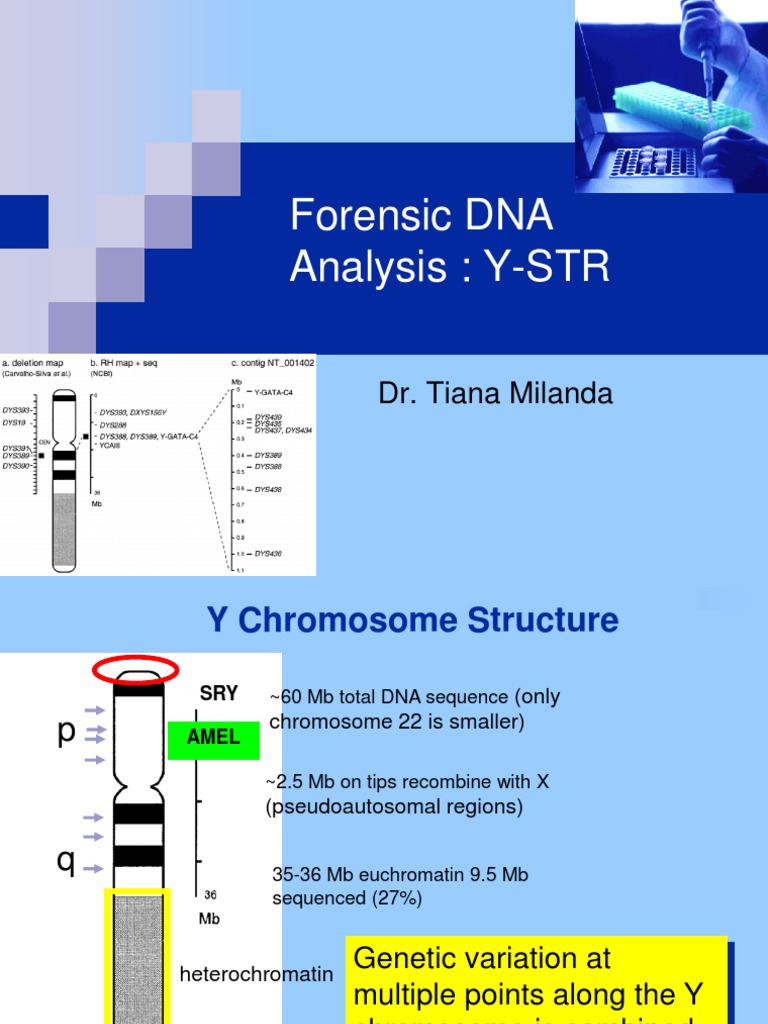 Y-Chromosome STRs in Forensics | PDF | Microsatellite | Single ...