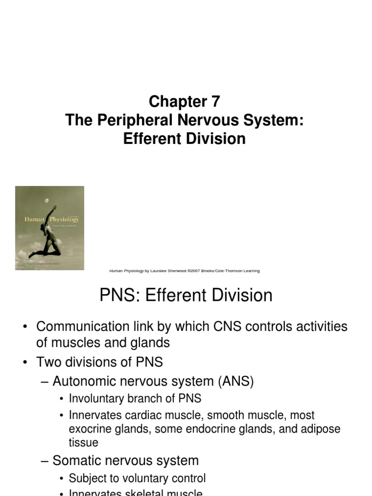 ️ The efferent division of the peripheral nervous system