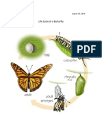 Life Cycle of Butterfly