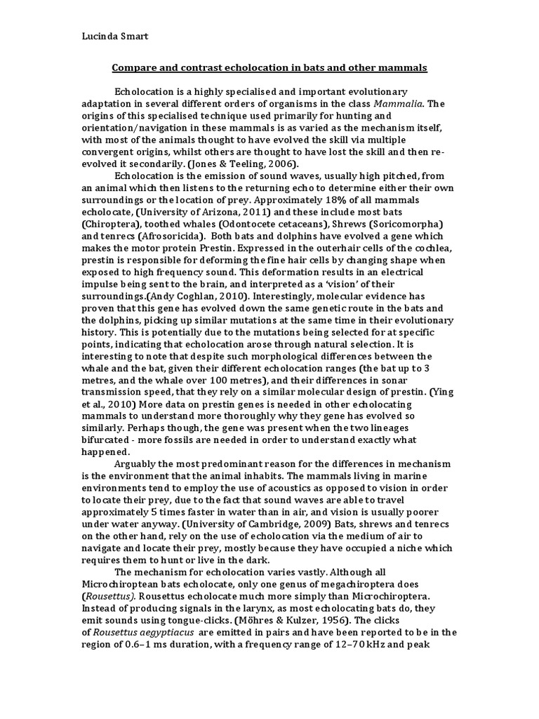 Echolocation in bats notes image