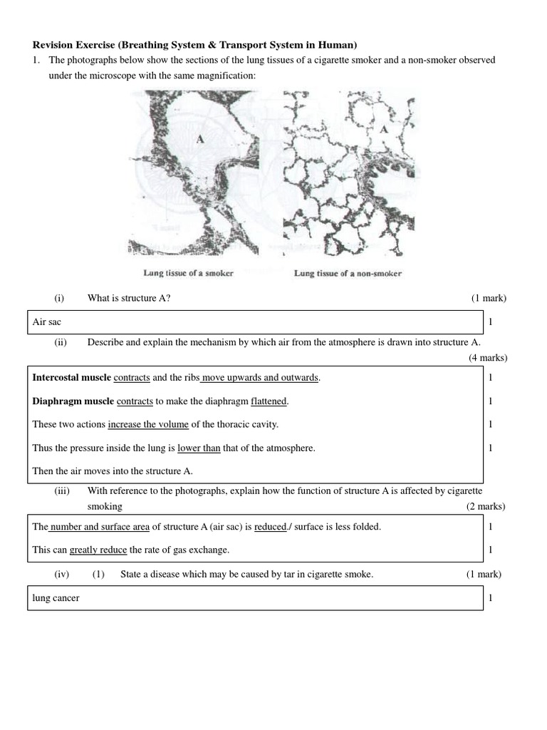 Bio Revision Exercise_Answer Key | Circulatory System | Ventricle (Heart)