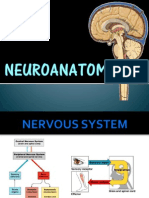 Anatomy of The Brain FINAL
