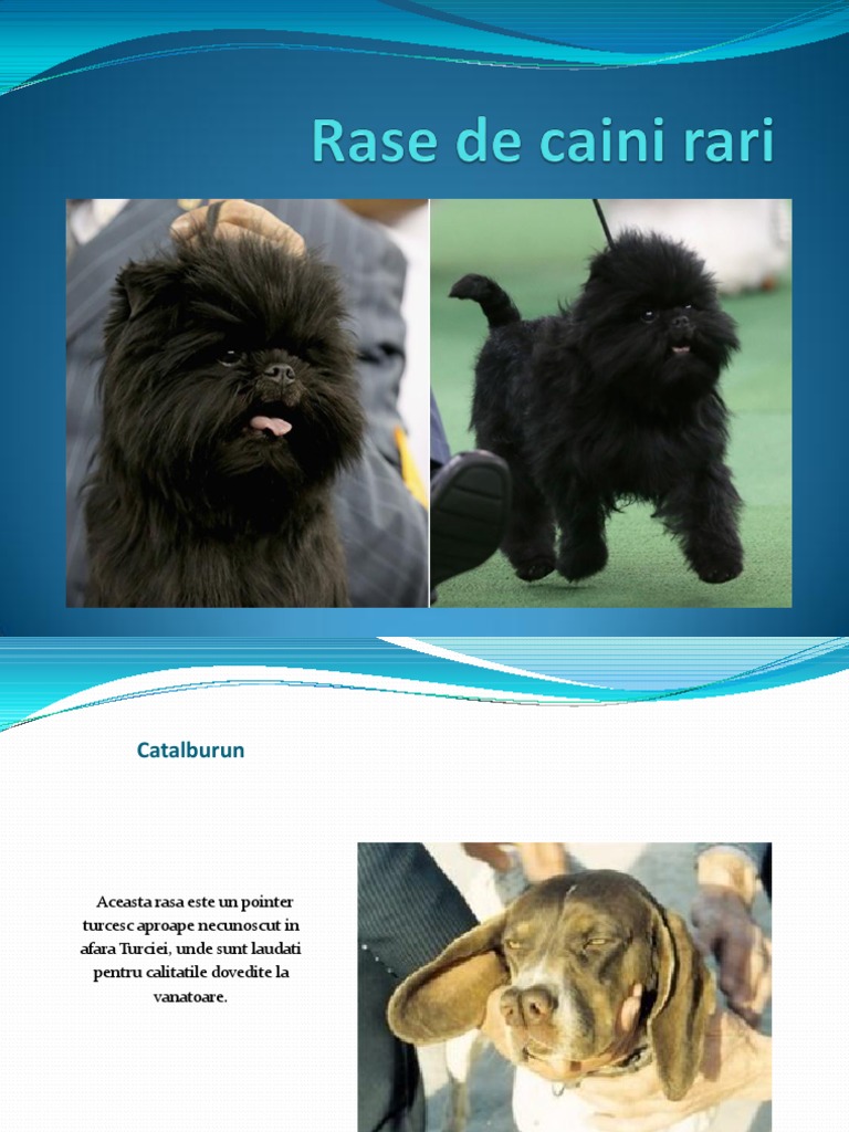 Rase de Caini Rari | PDF