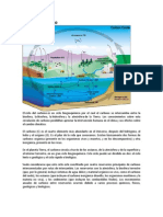 Ciclo Del Carbono