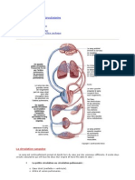 Physiologie Cardio-Circulatoire