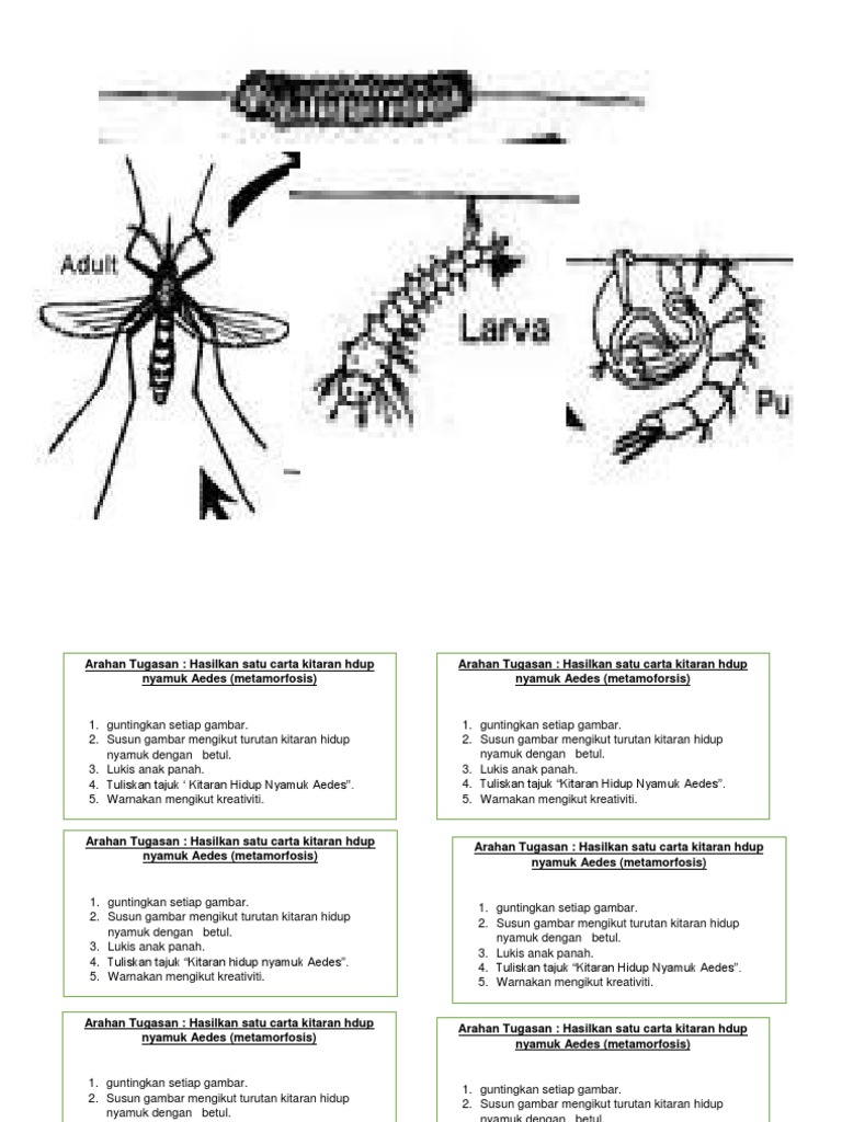 Kitaran Nyamuk Pdf