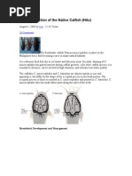 Download Seed Production of the Native Catfish Hito by richcol19 SN24667520 doc pdf