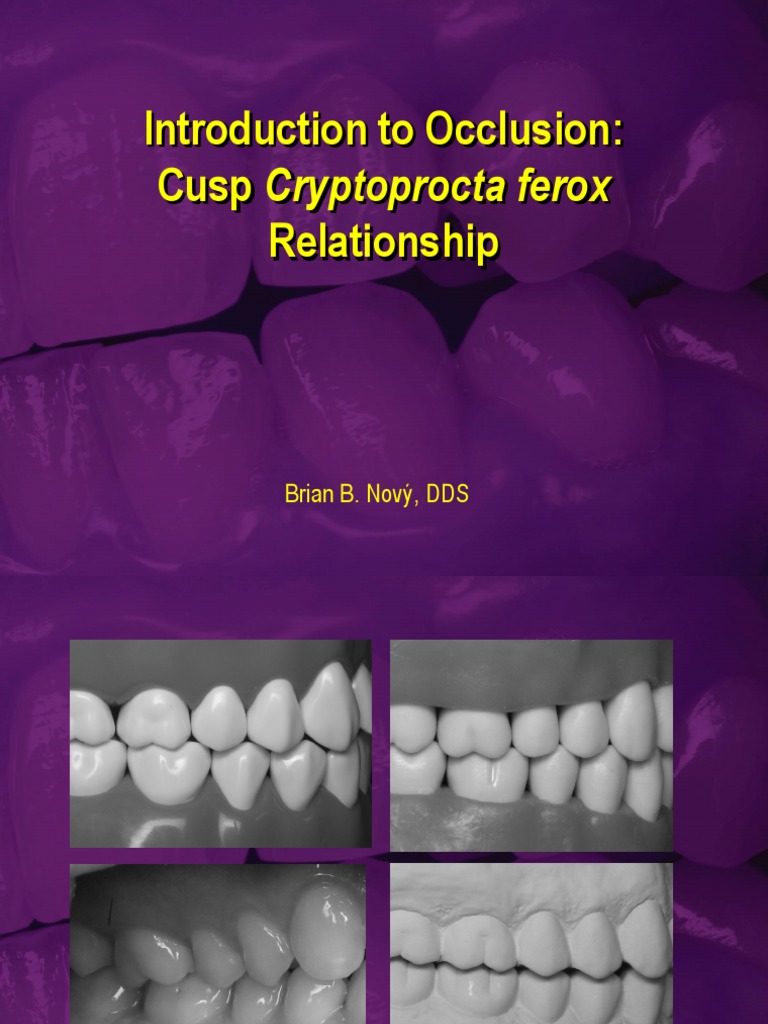 Cusp Fossa Relationship Mouth Dentistry Branches