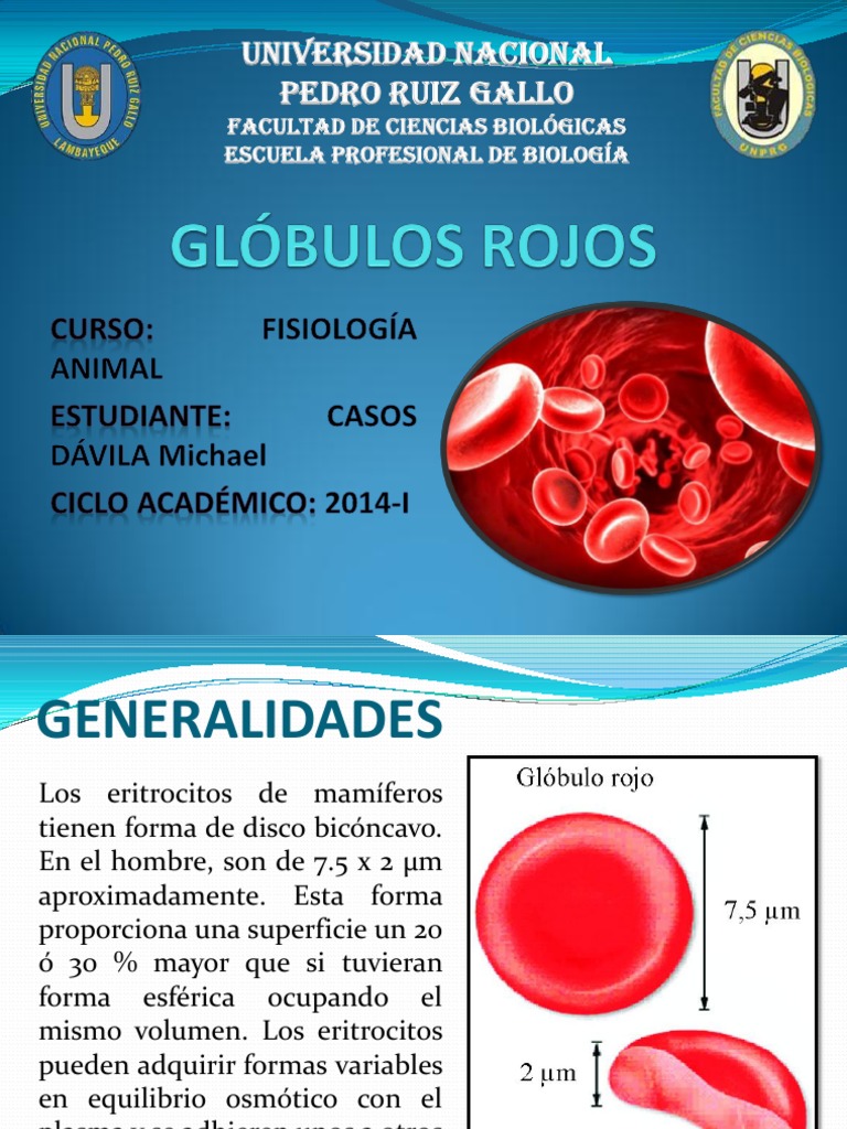 Glóbulos Rojos Michael Glóbulo rojo Sangre