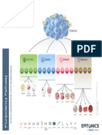 Mesoderm Endoderm Ectoderm Germ Cells: Pluripotency