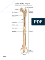 Bone Modelproject