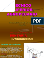 CRONOLOGÍA DENTARIA Mancu