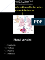 Organization Functionelle de Les Voies Respiratoires Inferieures