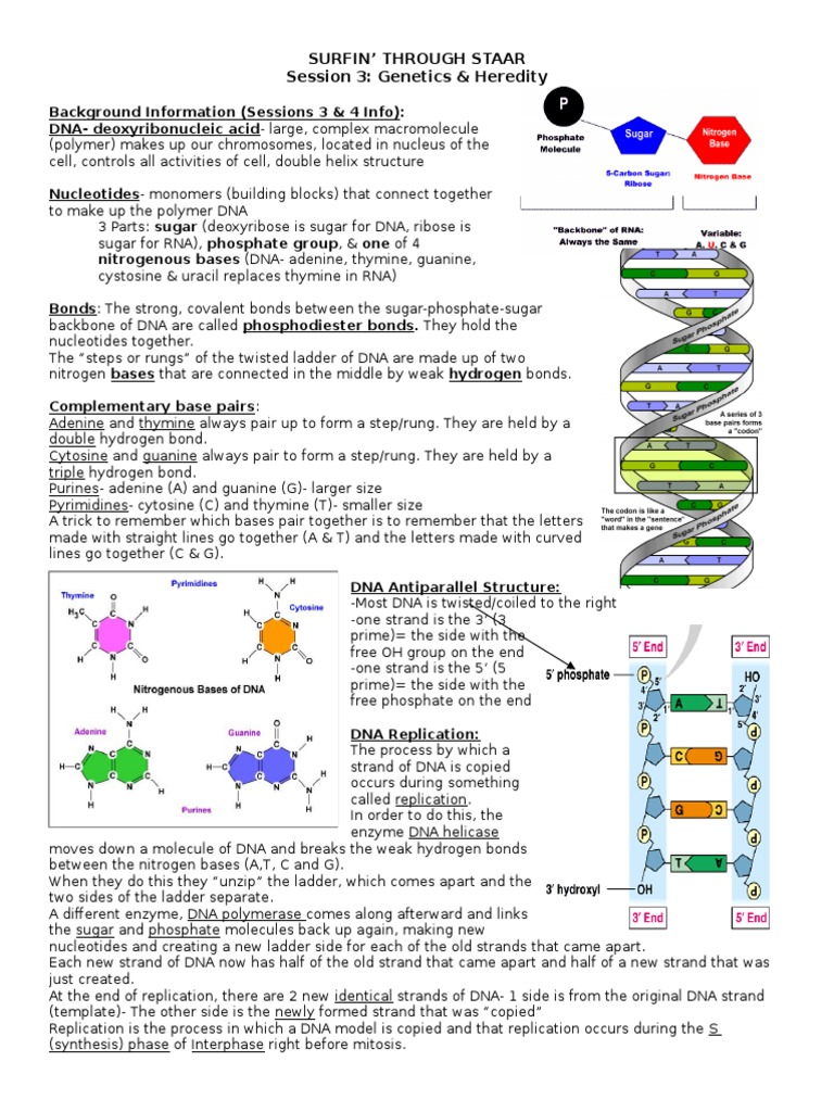 bio staar session 3-4 | Dominance (Genetics) | Rna