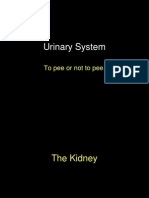 27 To Pee The Urinarysystemab