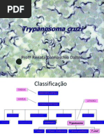 AULA 2 - Trypanosoma Cruzi