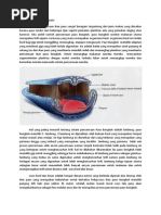 Download Siste Pencernaan Ikan Paus by Thesar Maulana SN247118344 doc pdf