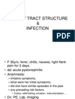 Urinary Tract Structure
