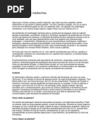 Vamos Apanhar Medronhos