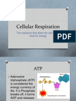 Respiration ppt1