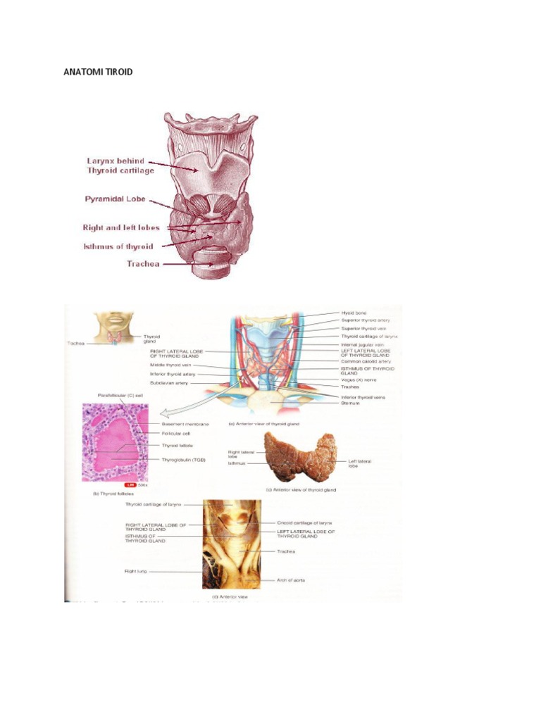 Anatomi dan Fisiologi Kelenjar Tiroid | PDF